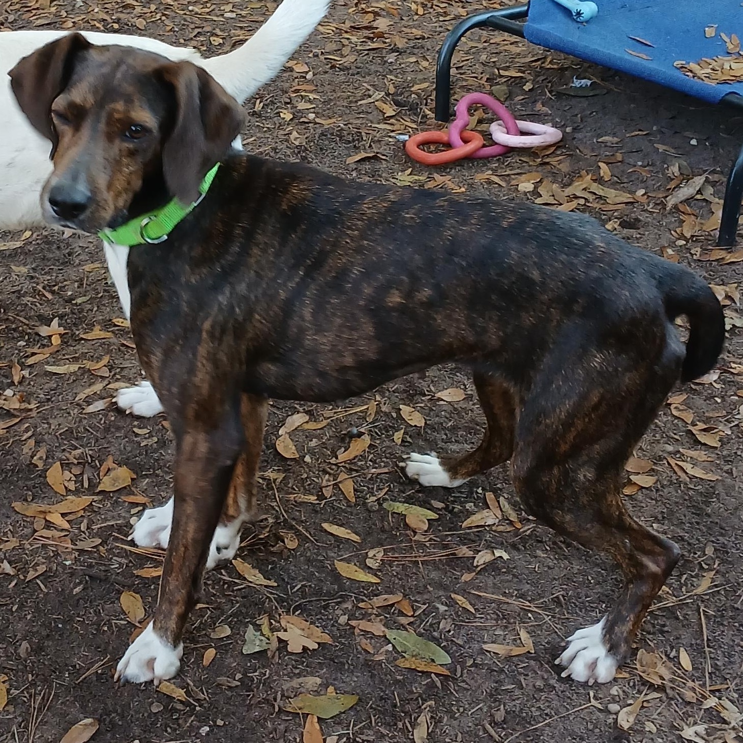Enlarge Happy, an adoptable Hound in Pawleys Island, SC image 1/1