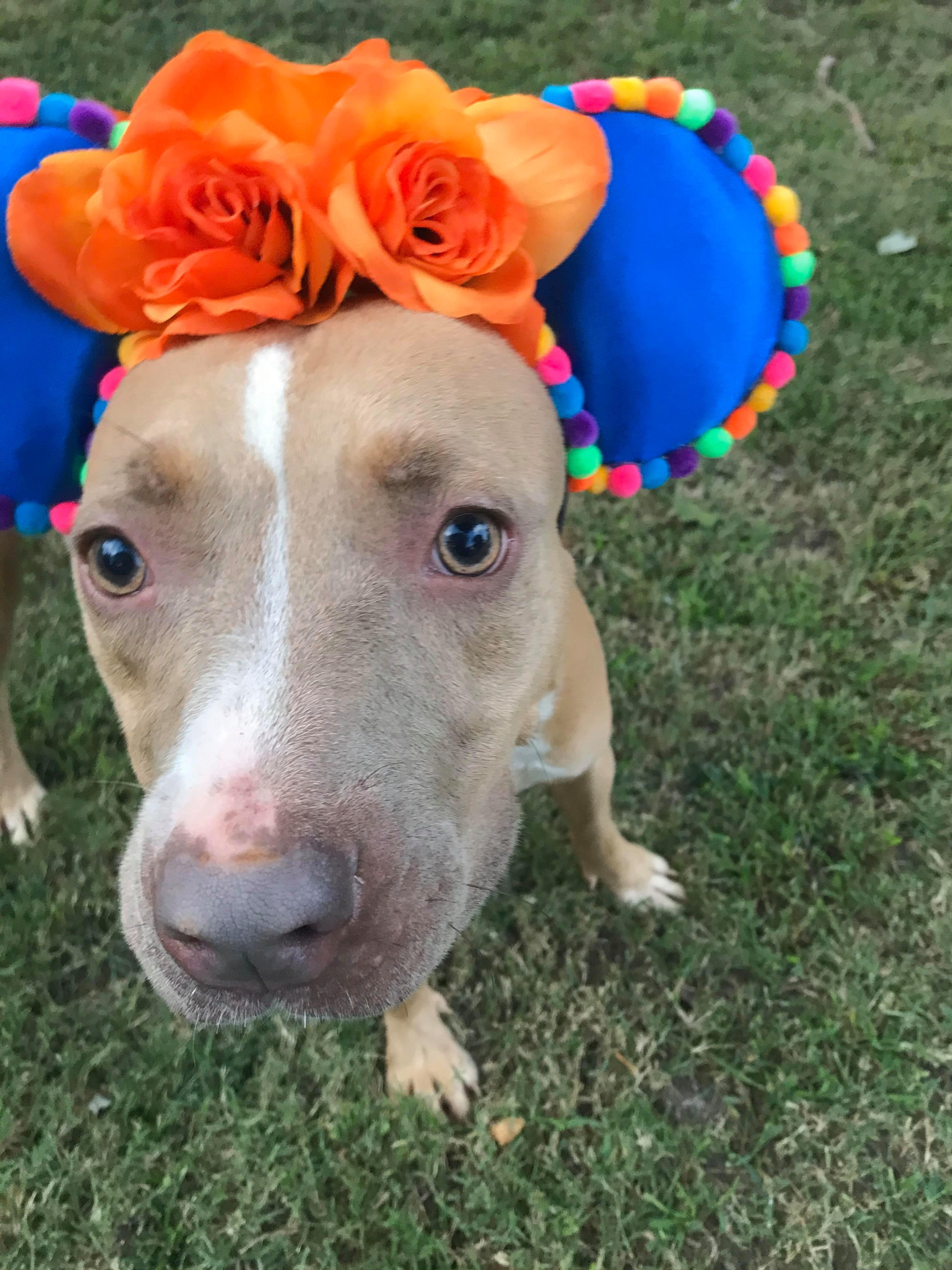 Sensi — thumbnail 2