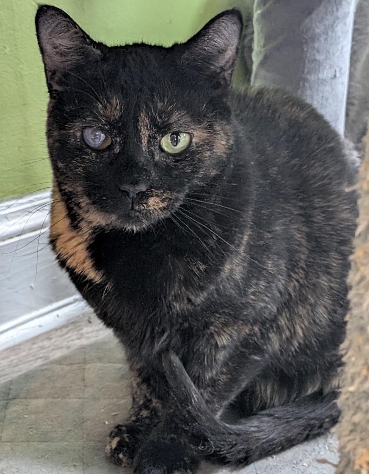 Enlarge Winky ( Sweet & Zen ), a ADOPTABLE Domestic Short Hair in Staten island, NY image 1/4