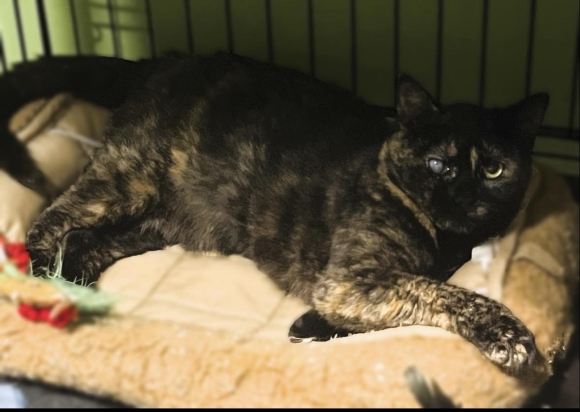 Enlarge Winky ( Sweet & Zen ), a ADOPTABLE Domestic Short Hair in Staten island, NY image 3/4