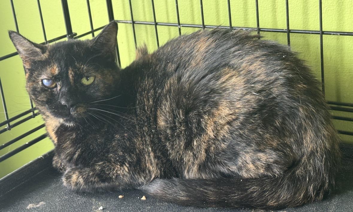 Winky ( Sweet & Zen ), ADOPTABLE, Adult Female Domestic Short Hair.