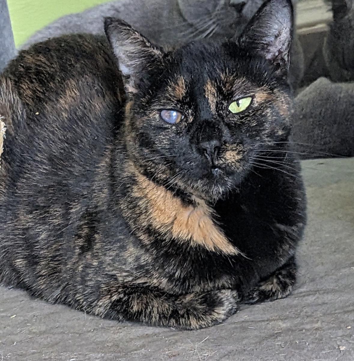 Enlarge Winky ( Sweet & Zen ), a ADOPTABLE Domestic Short Hair in Staten island, NY image 2/4