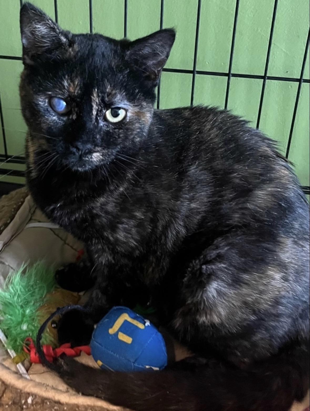 Winky ( Sweet & Zen ), ADOPTABLE, Adult Female Domestic Short Hair.