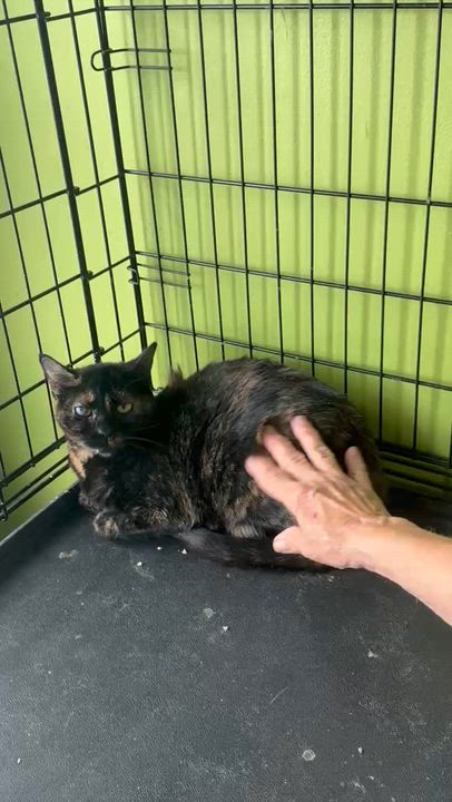 Enlarge Winky ( Sweet & Zen ), a ADOPTABLE Domestic Short Hair in Staten island, NY video 6/6