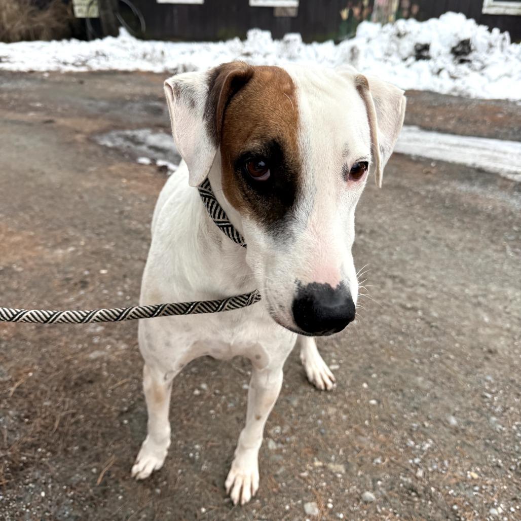 Phantom — thumbnail 3