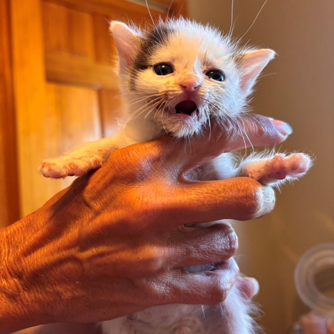 Enlarge Cloud Grey Brasuell, a Adoptable mixed breed in Conifer, CO image 3/6