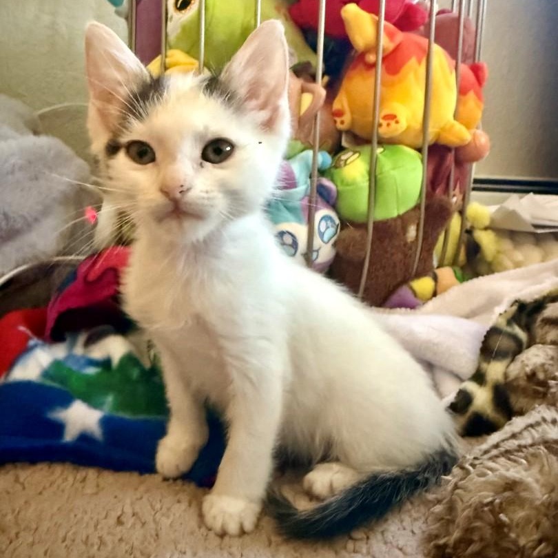 Enlarge Cloud Grey Brasuell, a Adoptable mixed breed in Conifer, CO image 1/6