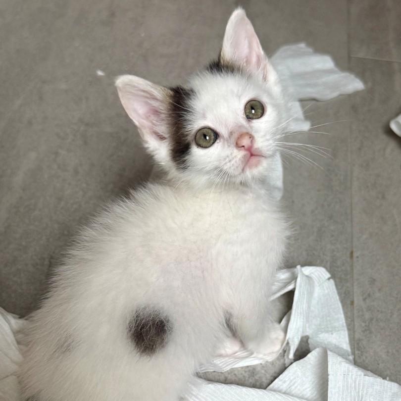 Enlarge Cloud Grey Brasuell, a Adoptable mixed breed in Conifer, CO image 5/6