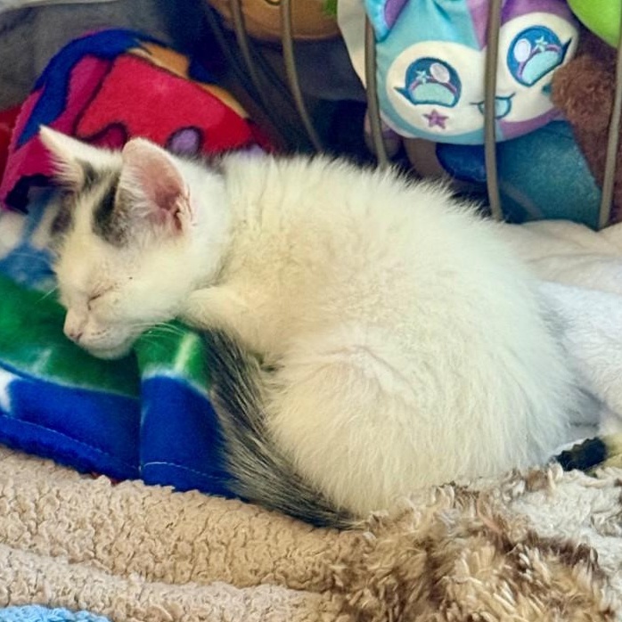 Enlarge Cloud Grey Brasuell, a Adoptable mixed breed in Conifer, CO image 4/6