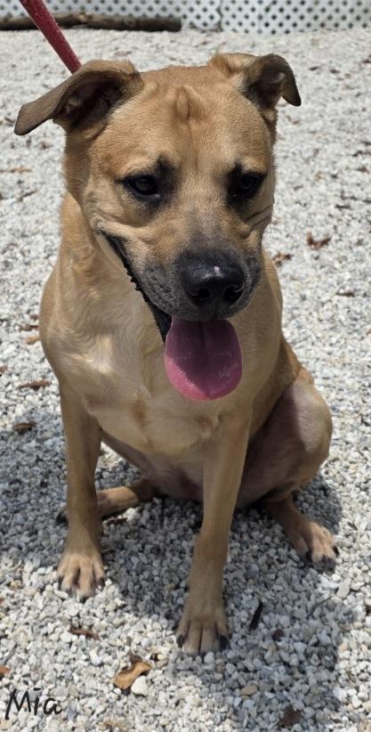 Mia, Adoptable, Adult Female Black Mouth Cur.