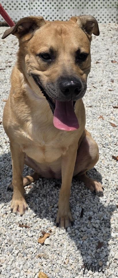 Enlarge Mia, a Adoptable Black Mouth Cur in Key Largo, FL image 2/3