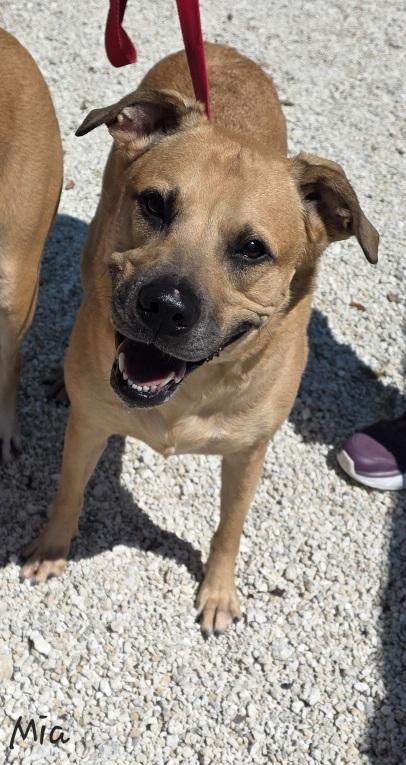 Enlarge Mia, a Adoptable Black Mouth Cur in Key Largo, FL image 3/3
