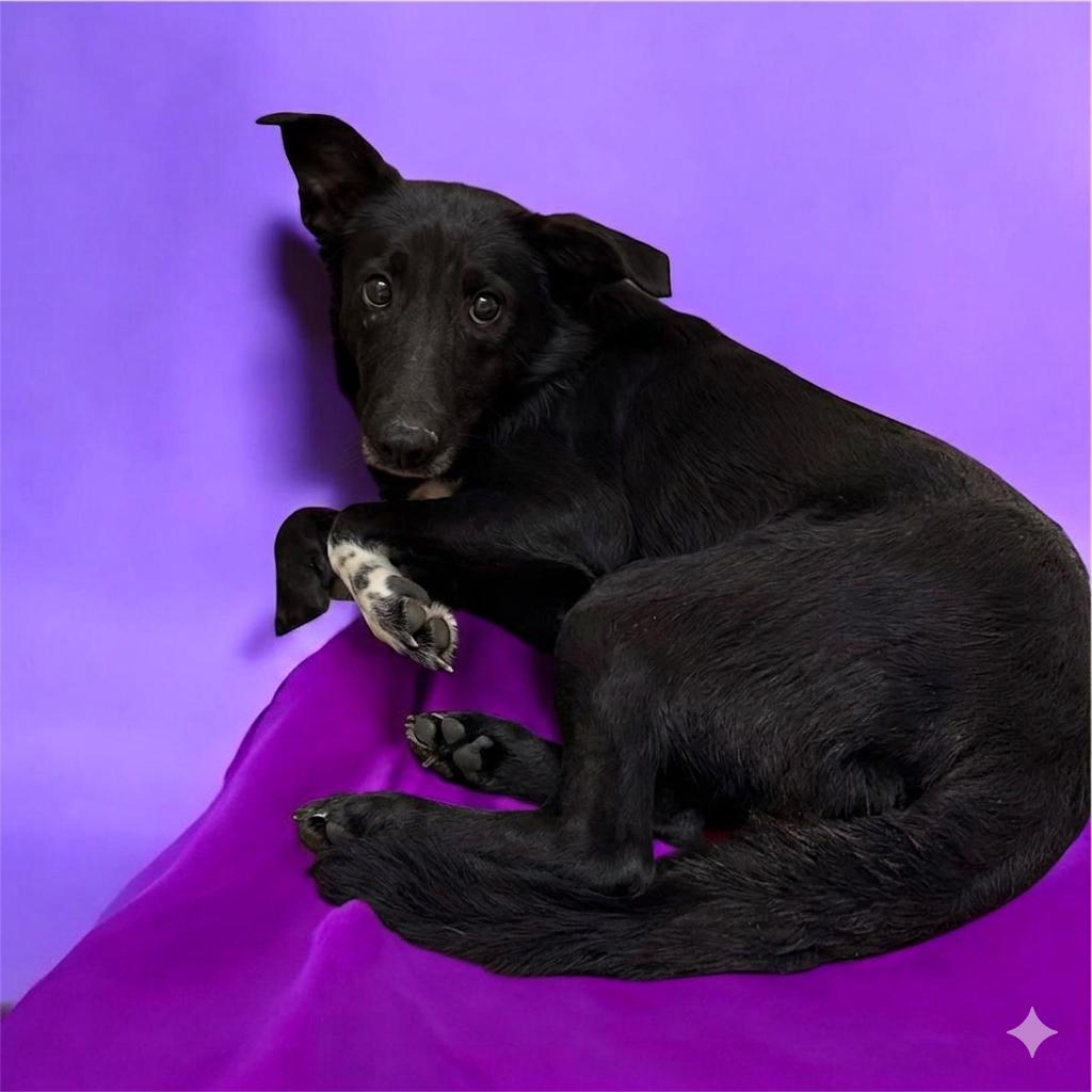 Lily, adopted, Adult Female Border Collie.