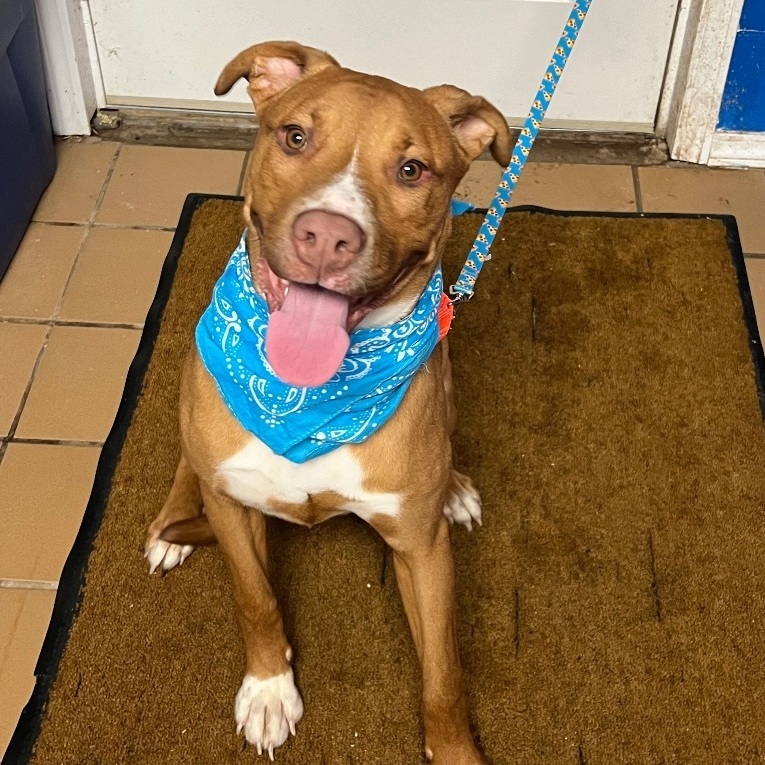 Dog for adoption Gunner Prison Training Program, a Rottweiler Mix in