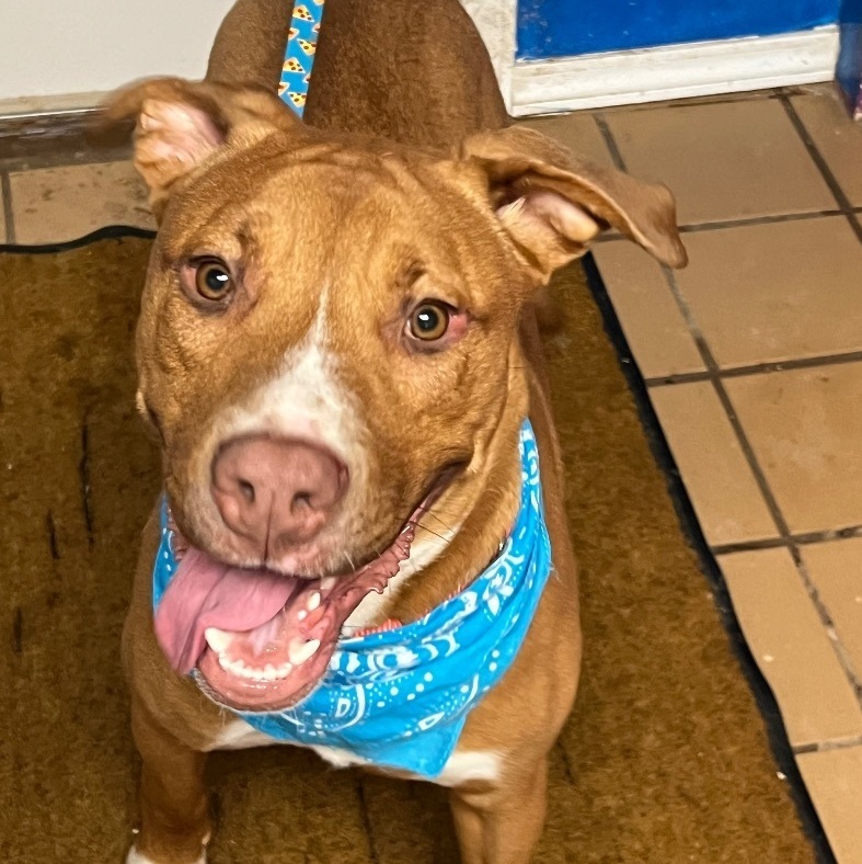 Dog for adoption Gunner Prison Training Program, a Rottweiler Mix in