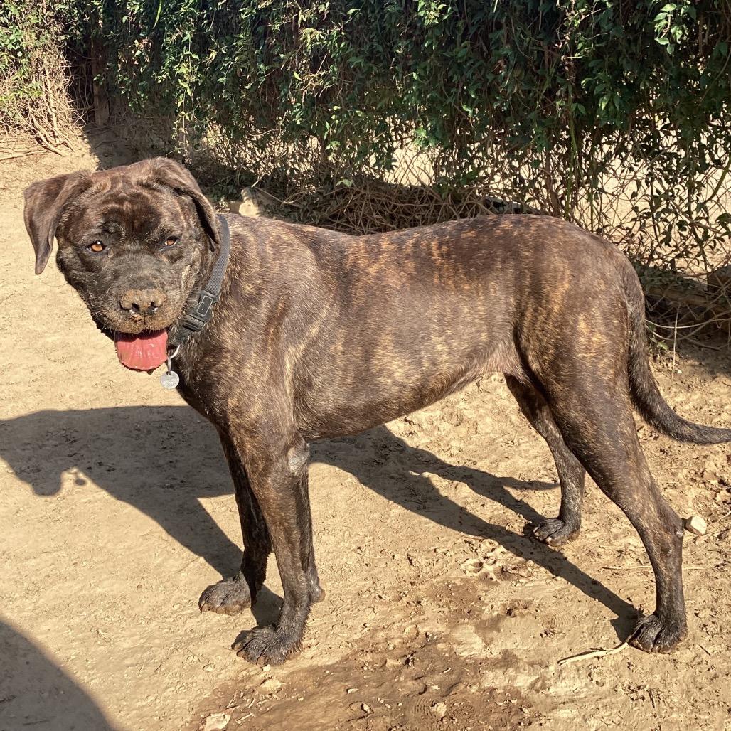 Big Bertha, Adoptable, Senior Female Mastiff & Mixed Breed.