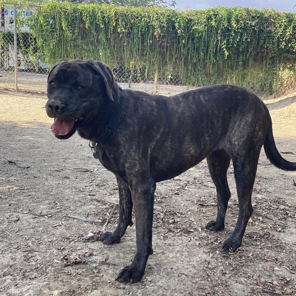 Big Bertha, Adoptable, Senior Female Mastiff & Mixed Breed.
