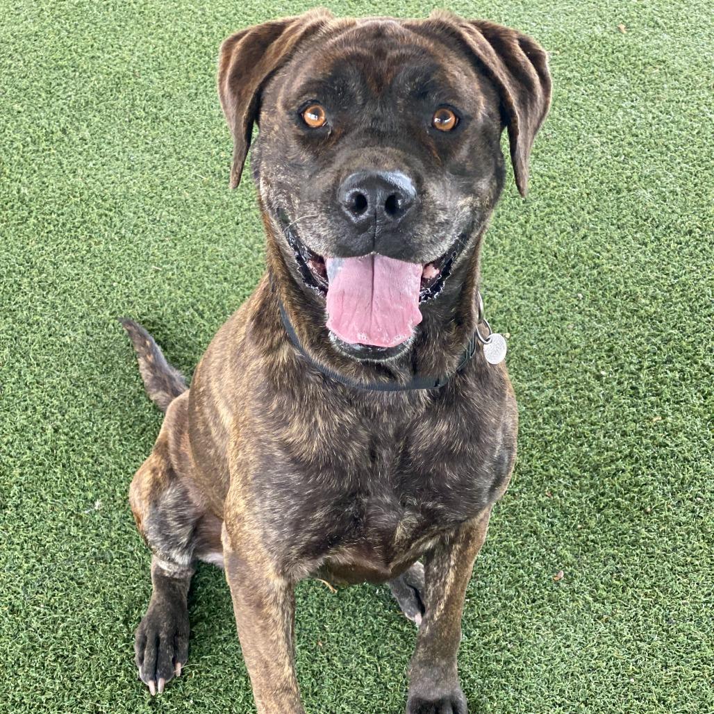 Betty, Adoptable, Senior Female Mastiff & Mixed Breed.