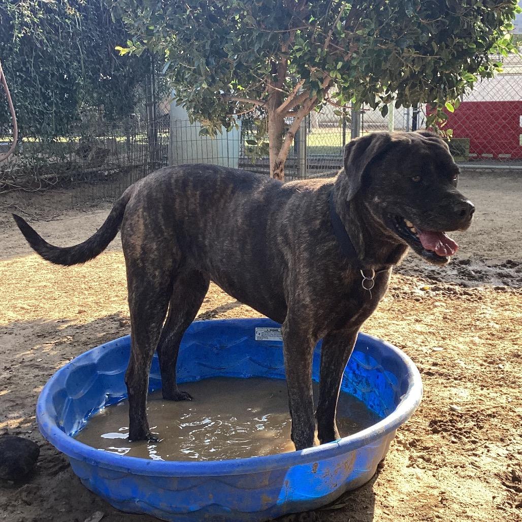Enlarge Big Bertha, a Adoptable mixed breed in Riverside, CA image 3/6
