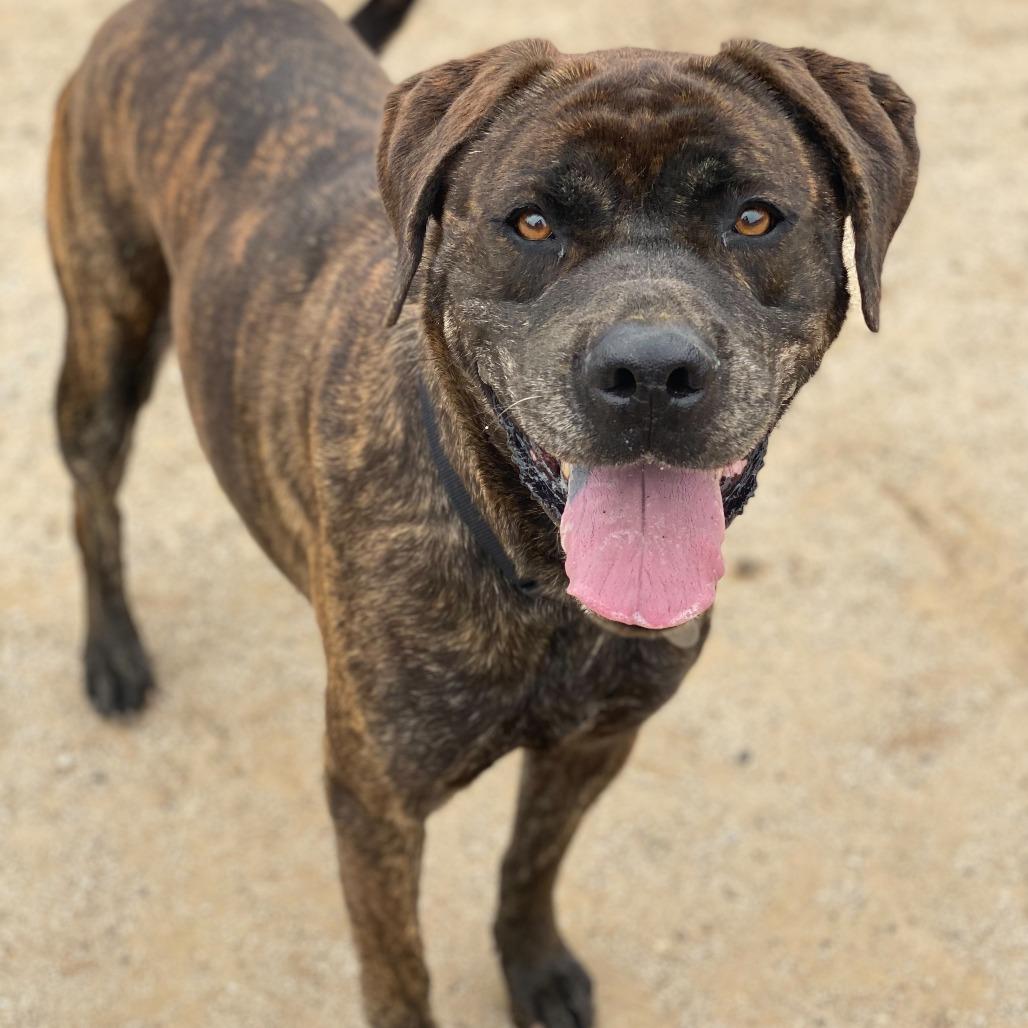 Enlarge Big Bertha, a Adoptable mixed breed in Riverside, CA image 1/6