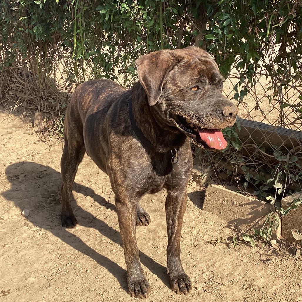 Enlarge Betty, a Adoptable mixed breed in Riverside, CA image 3/6