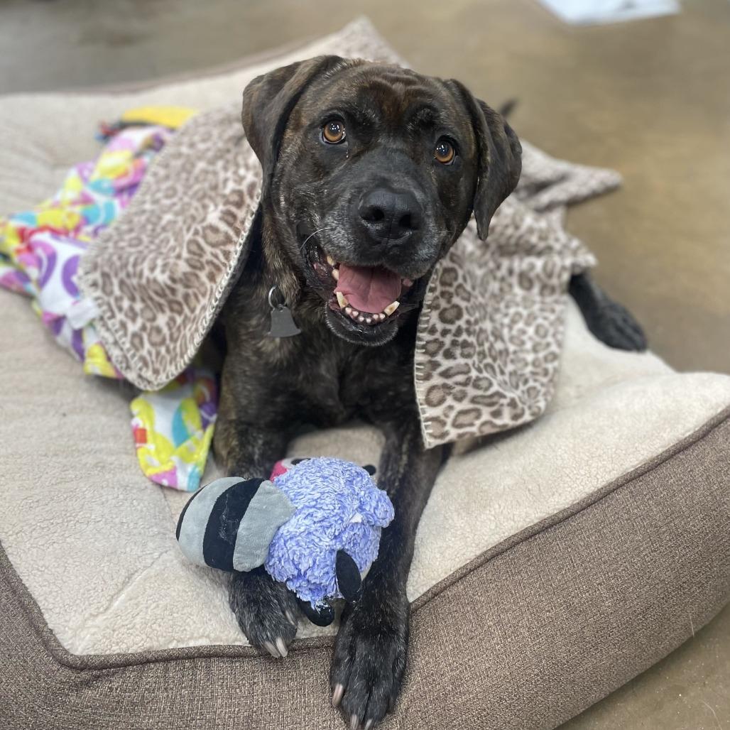 Betty, a Adoptable mixed breed in Riverside, CA image 3/6