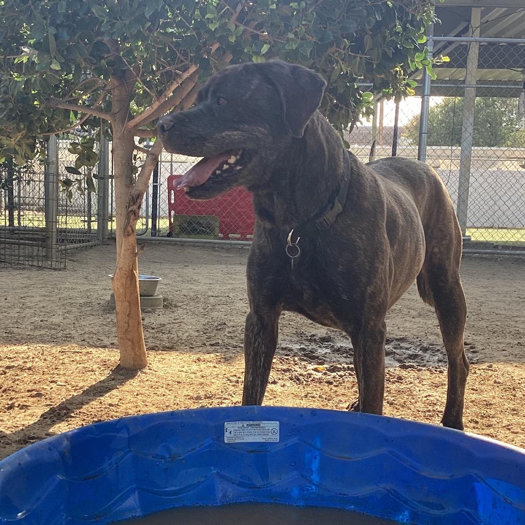 Enlarge Big Bertha, a Adoptable mixed breed in Riverside, CA image 4/6