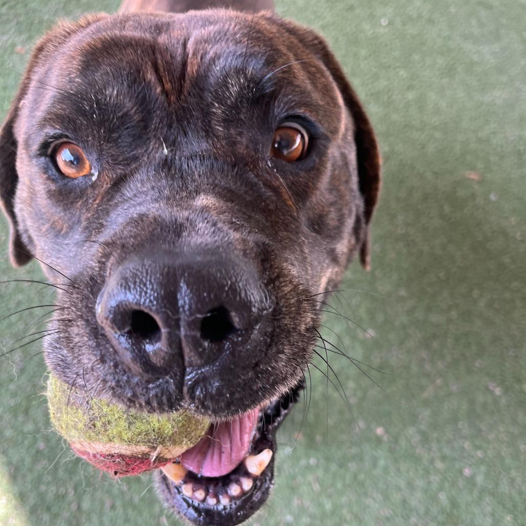 Enlarge Big Bertha, a Adoptable mixed breed in Riverside, CA image 5/6