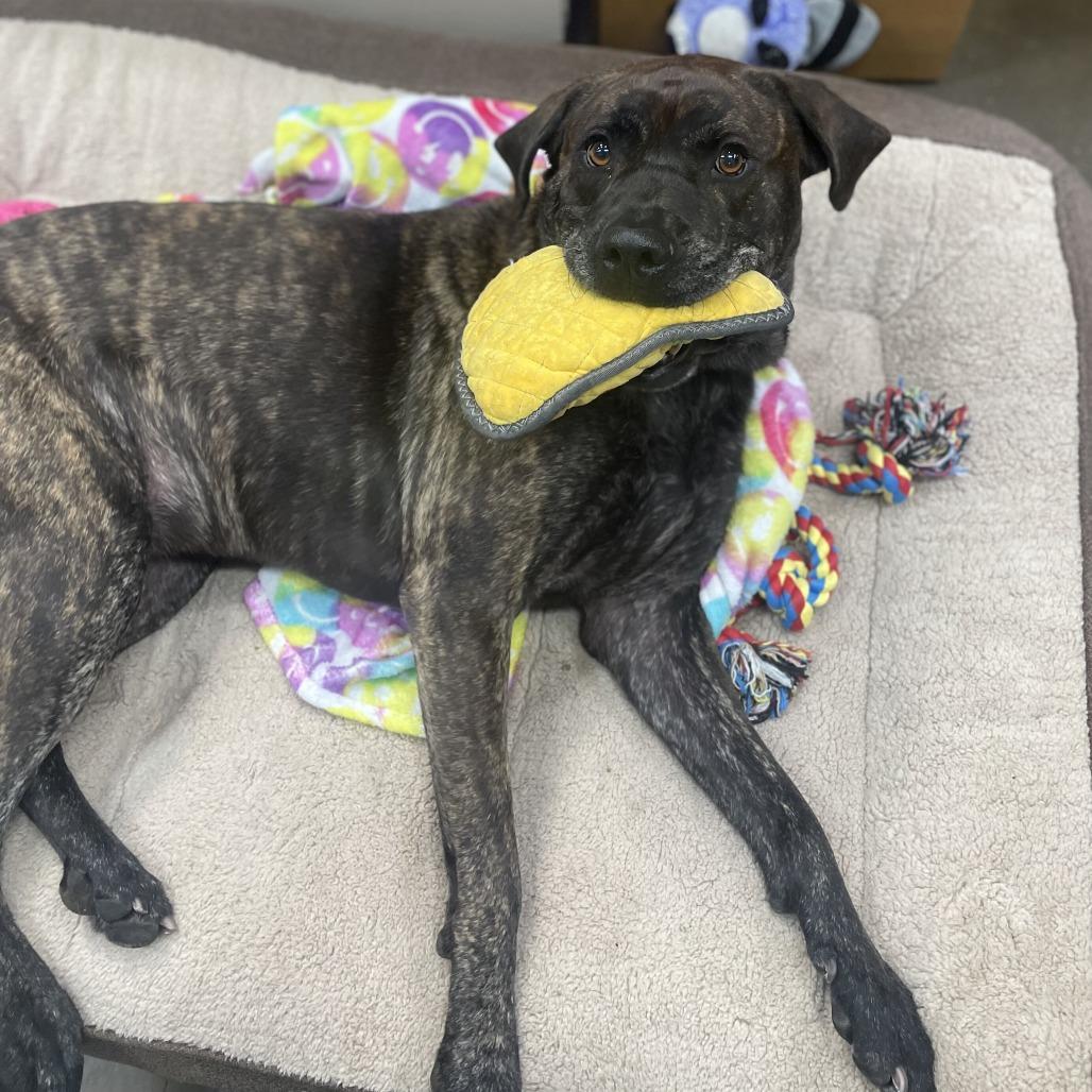 Enlarge Betty, a Adoptable mixed breed in Riverside, CA image 5/6