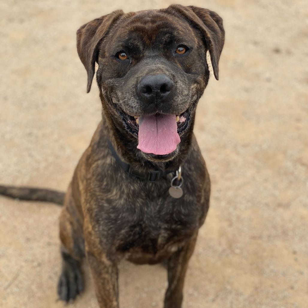 Enlarge Big Bertha, a Adoptable mixed breed in Riverside, CA image 2/6