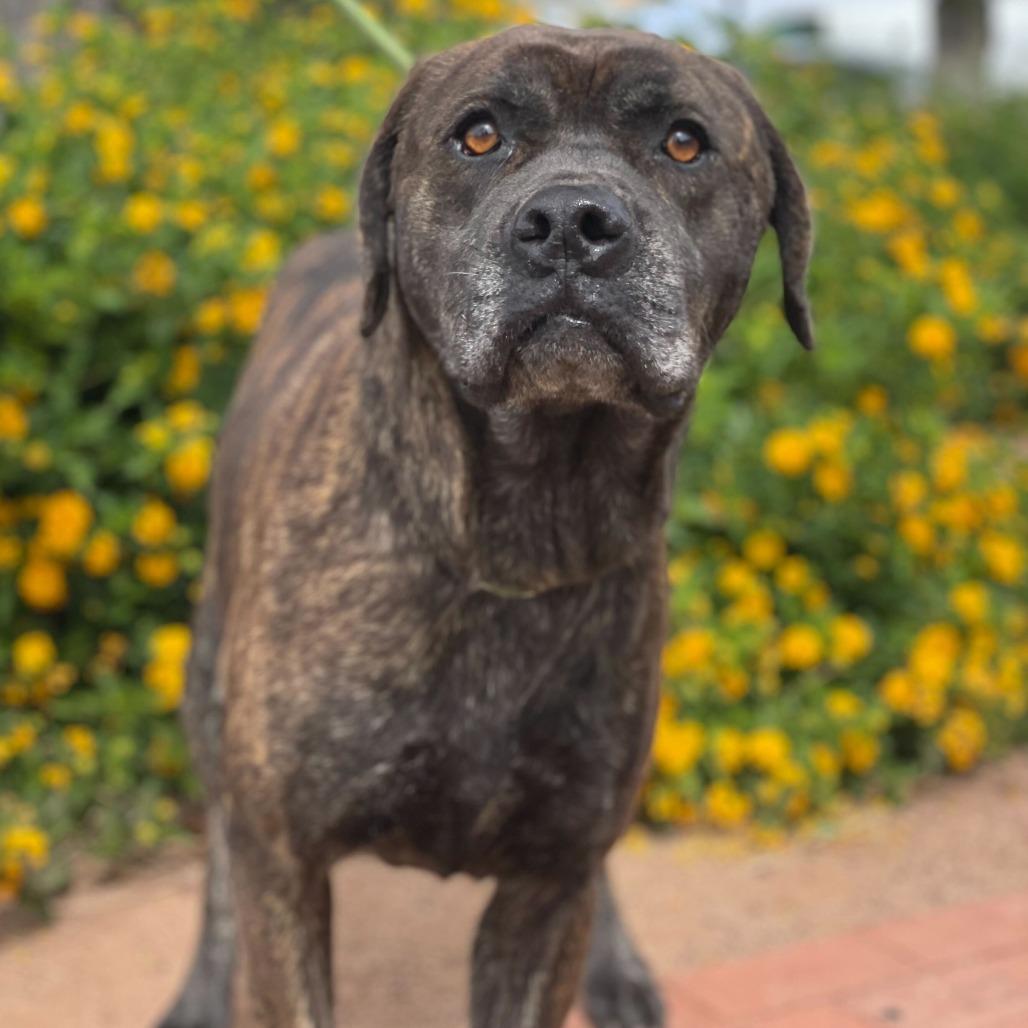 Enlarge Big Bertha, a Adoptable mixed breed in Riverside, CA image 3/6