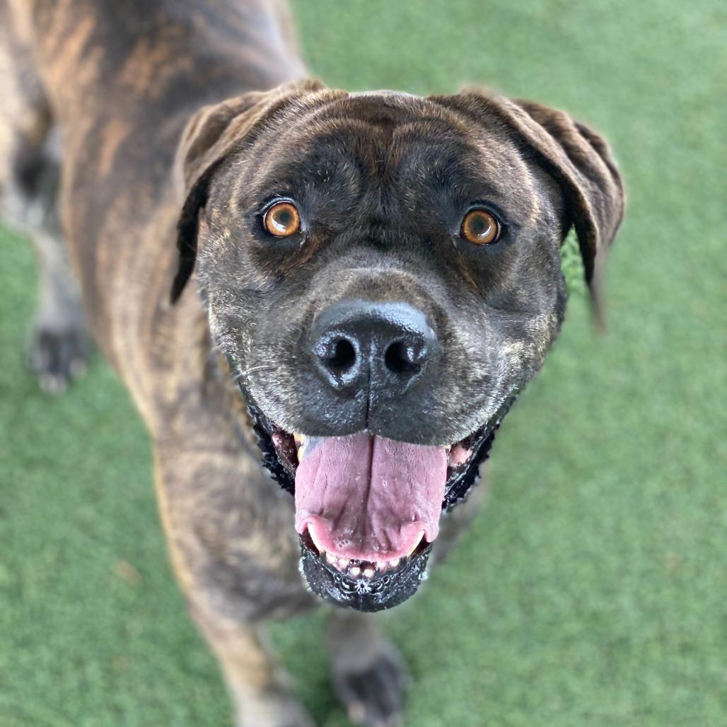 Enlarge Big Bertha, a Adoptable mixed breed in Riverside, CA image 5/6