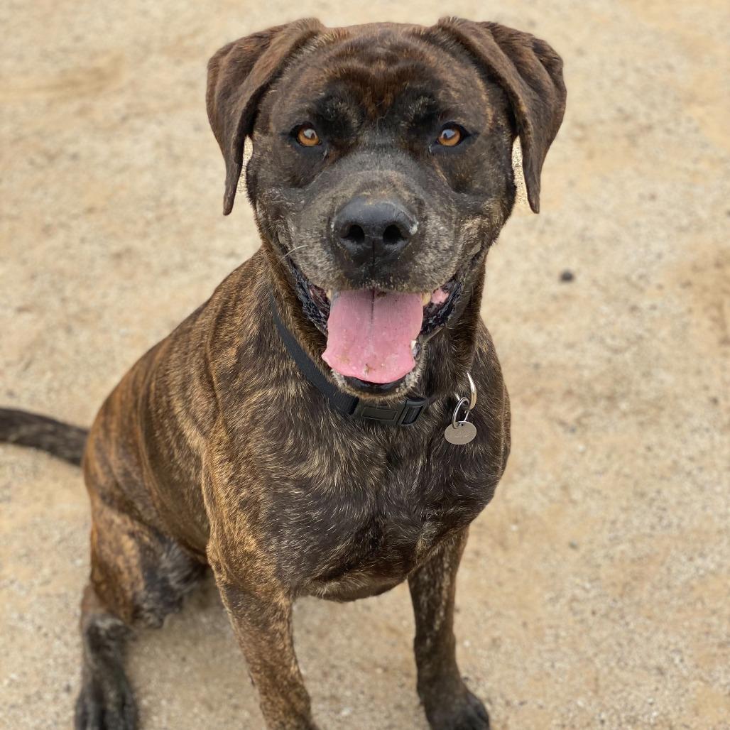 Enlarge Big Bertha, a Adoptable mixed breed in Riverside, CA image 6/6