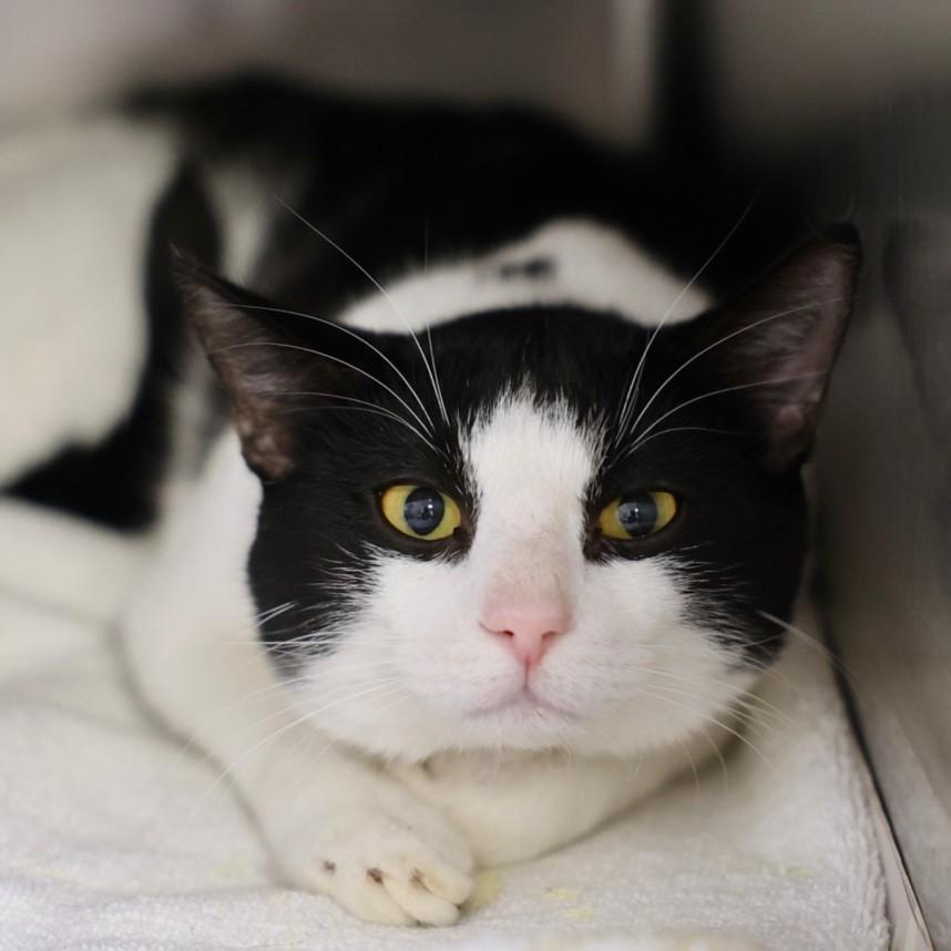 Enlarge A511961, a Adoptable Domestic Short Hair in Wilmington, NC image 1/1