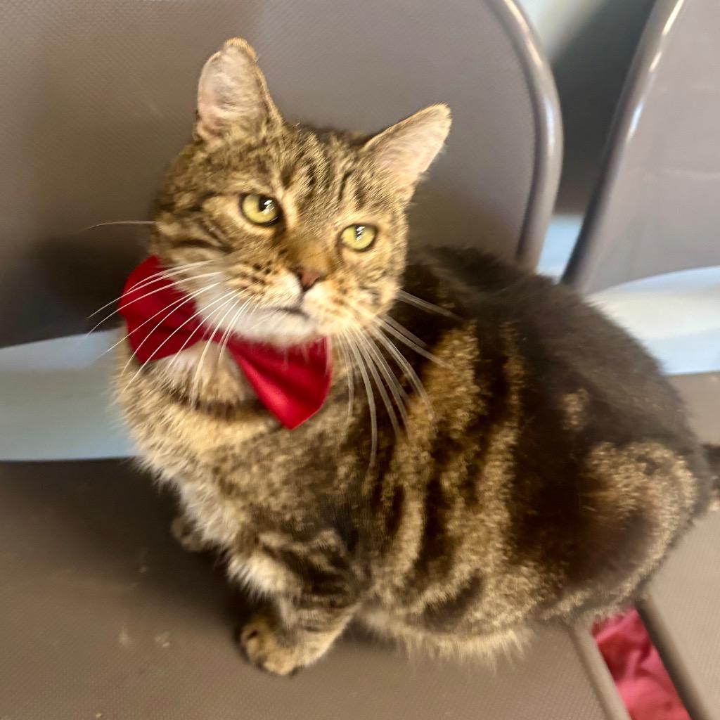 Cedar, Adoptable, Adult Male Domestic Short Hair.