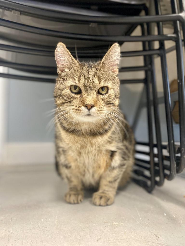 Enlarge Cedar, a Adoptable mixed breed in Hartford City, IN image 1/6