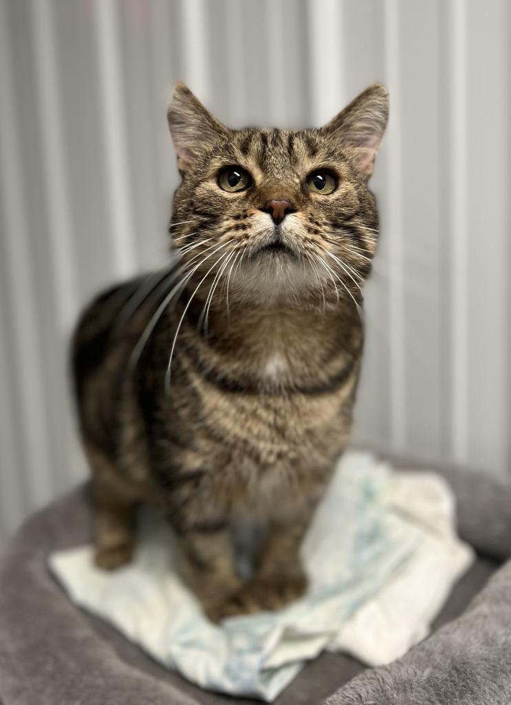 Cedar, a Adoptable mixed breed in Hartford City, IN image 2/6