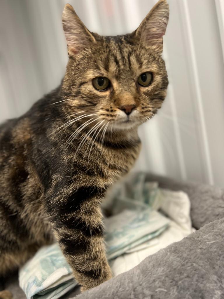 Enlarge Cedar, a Adoptable mixed breed in Hartford City, IN image 3/6