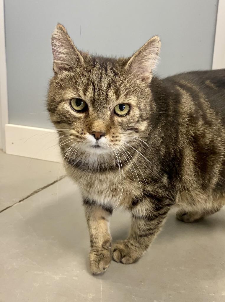 Enlarge Cedar, a Adoptable mixed breed in Hartford City, IN image 4/6