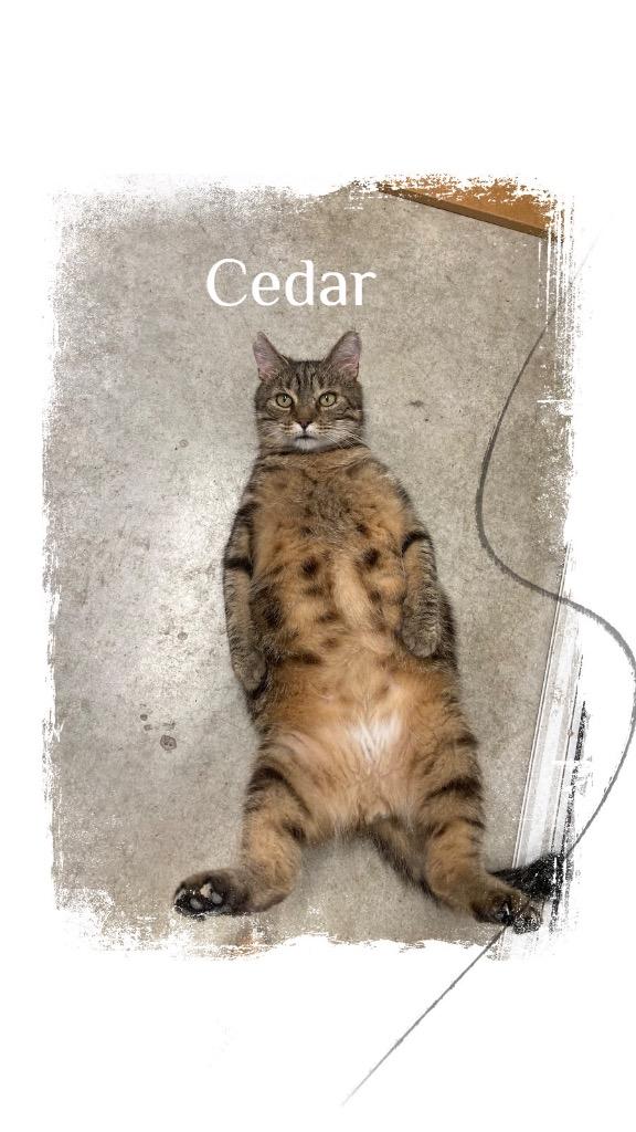 Enlarge Cedar, a Adoptable mixed breed in Hartford City, IN image 6/6