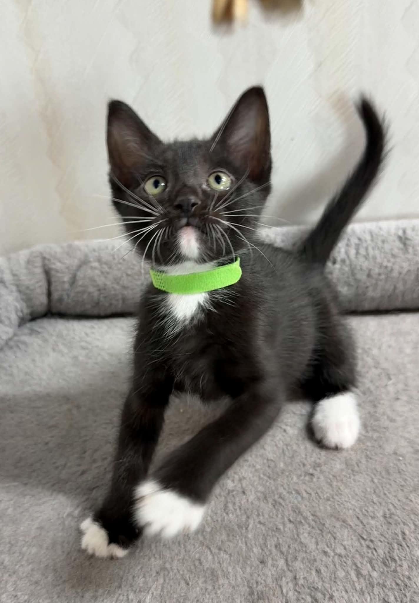 Latte - Affectionate and playful kitten, an adopted Domestic Short Hair in Hales Corners, WI image 3/6