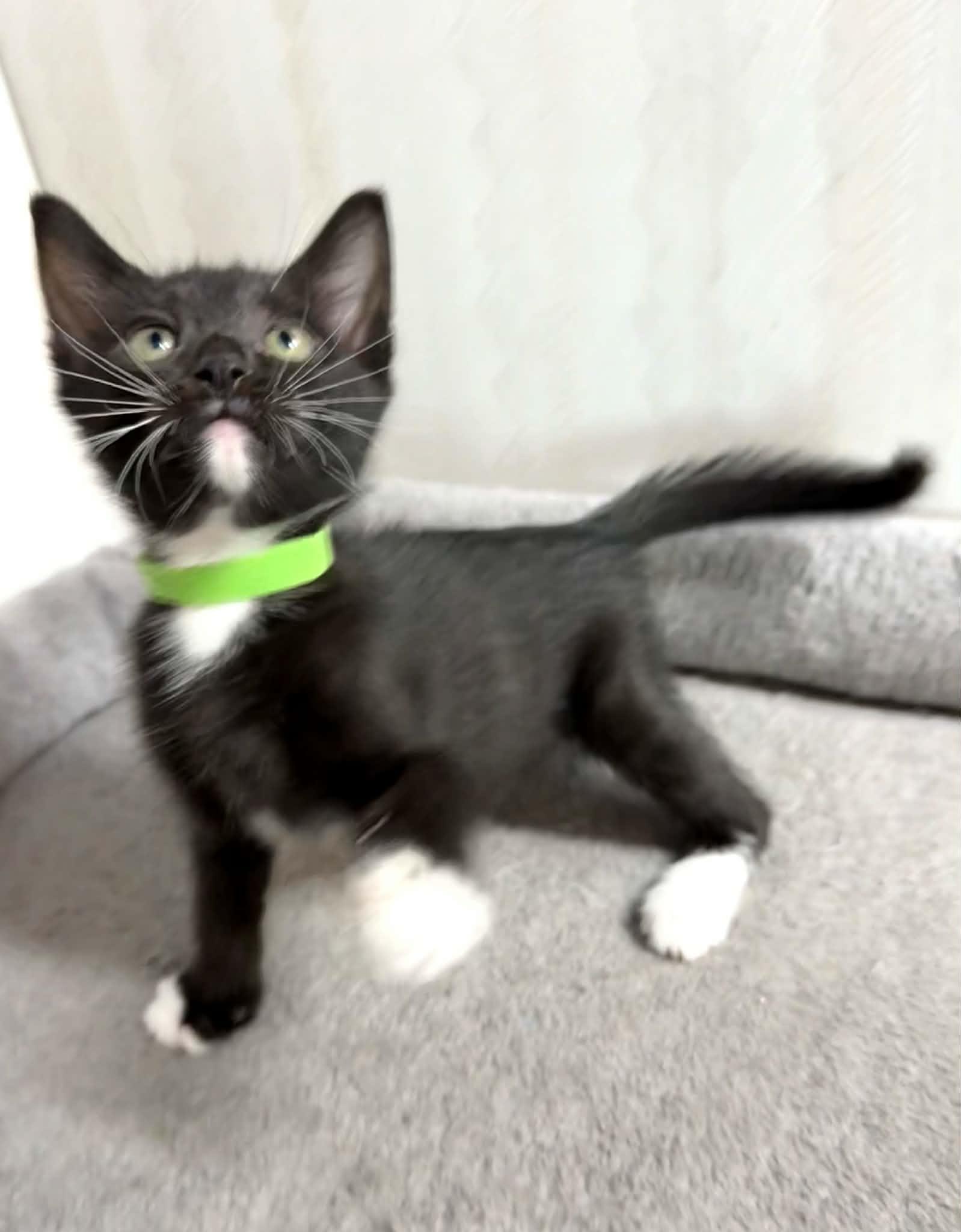 Latte - Affectionate and playful kitten, an adopted Domestic Short Hair in Hales Corners, WI image 5/6