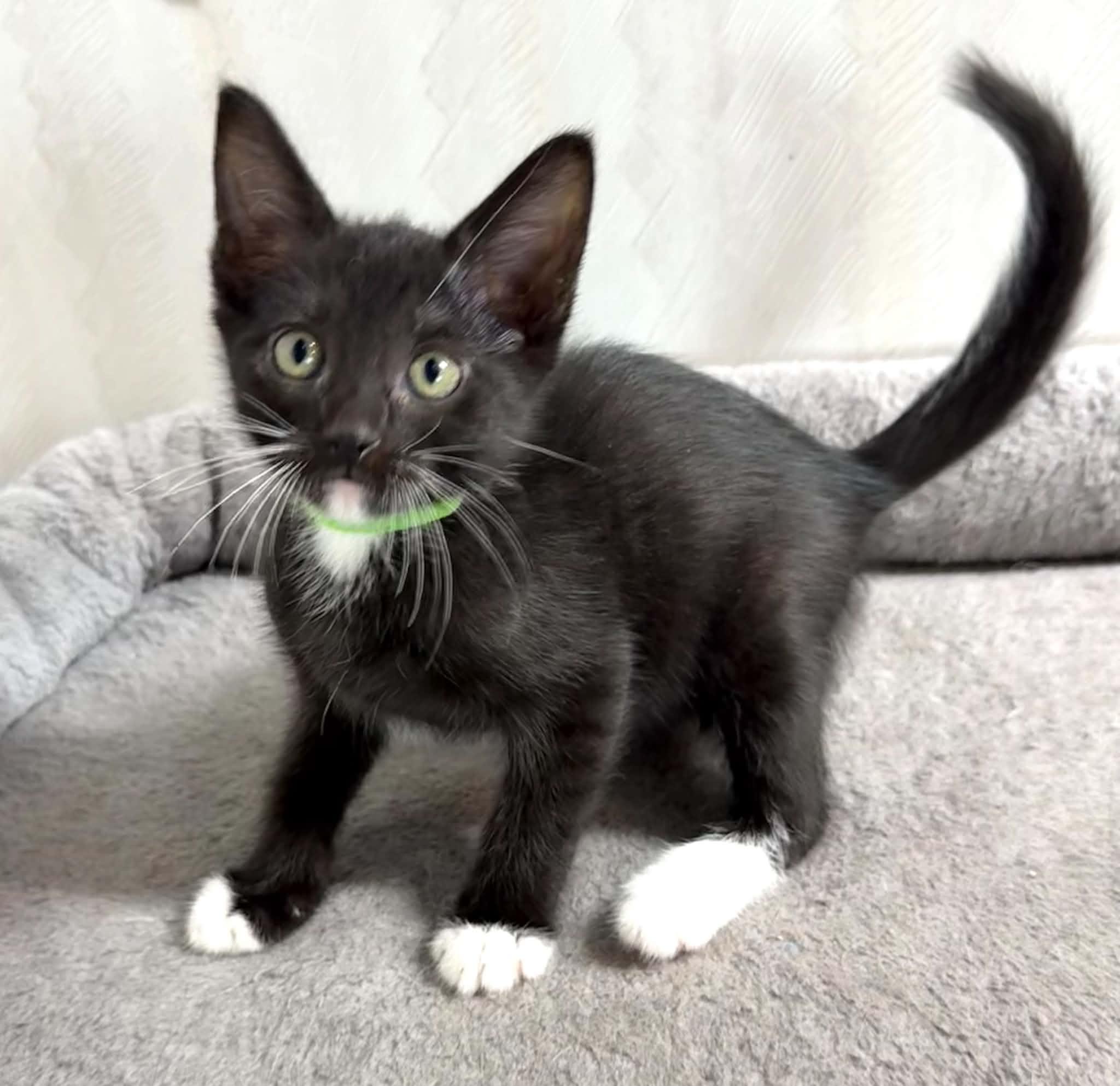 Latte - Affectionate and playful kitten, an adopted Domestic Short Hair in Hales Corners, WI image 4/6