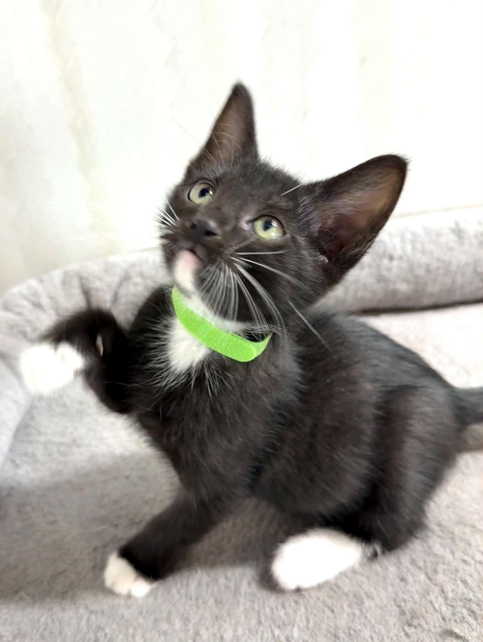 Latte - Affectionate and playful kitten, an adopted Domestic Short Hair in Hales Corners, WI image 6/6