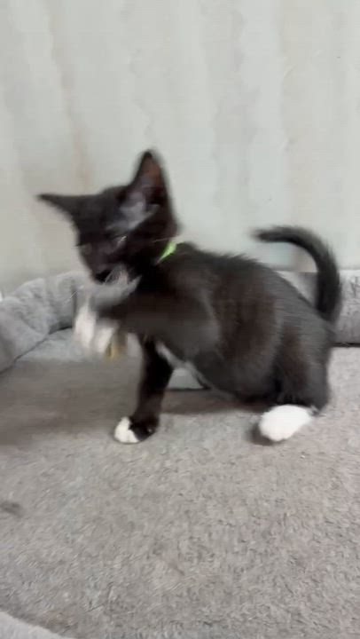 Enlarge Latte - Affectionate and playful kitten, an adopted Domestic Short Hair in Hales Corners, WI video 2/6