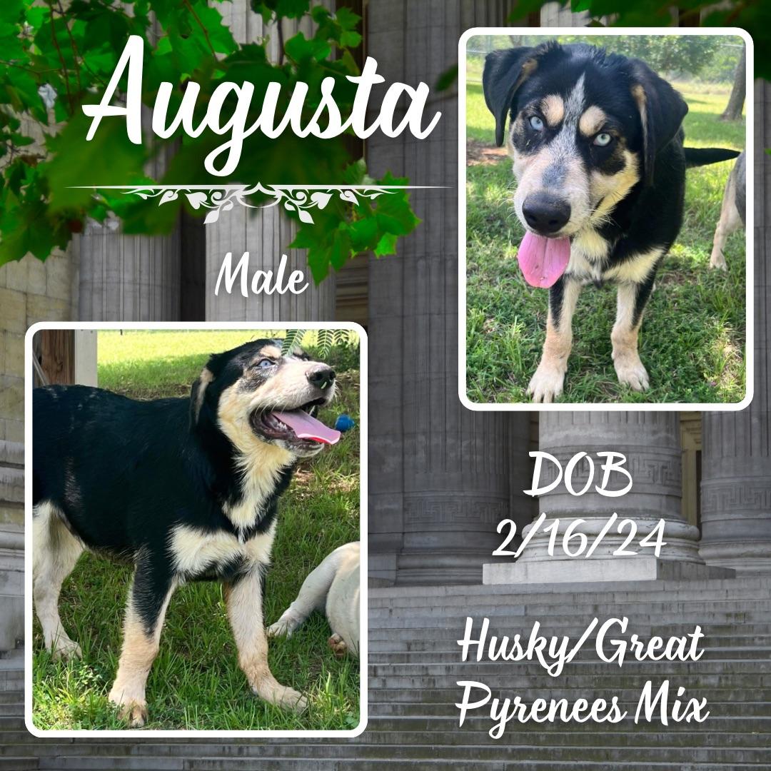 Dog for adoption Augusta, a Siberian Husky & Great Pyrenees Mix in