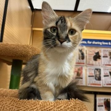 Mama, a ADOPTABLE Domestic Long Hair in atlanta, GA image 3/4