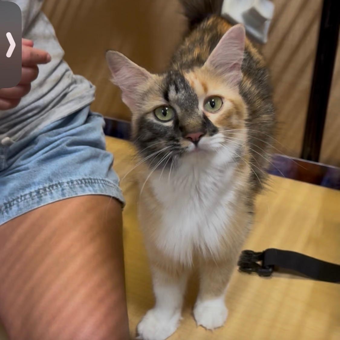 Mama, a ADOPTABLE Domestic Long Hair in atlanta, GA image 2/4