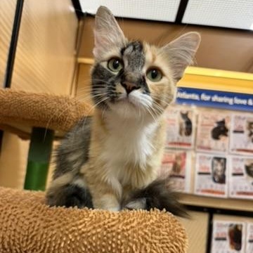 Mama, ADOPTABLE, Young Female Domestic Long Hair.