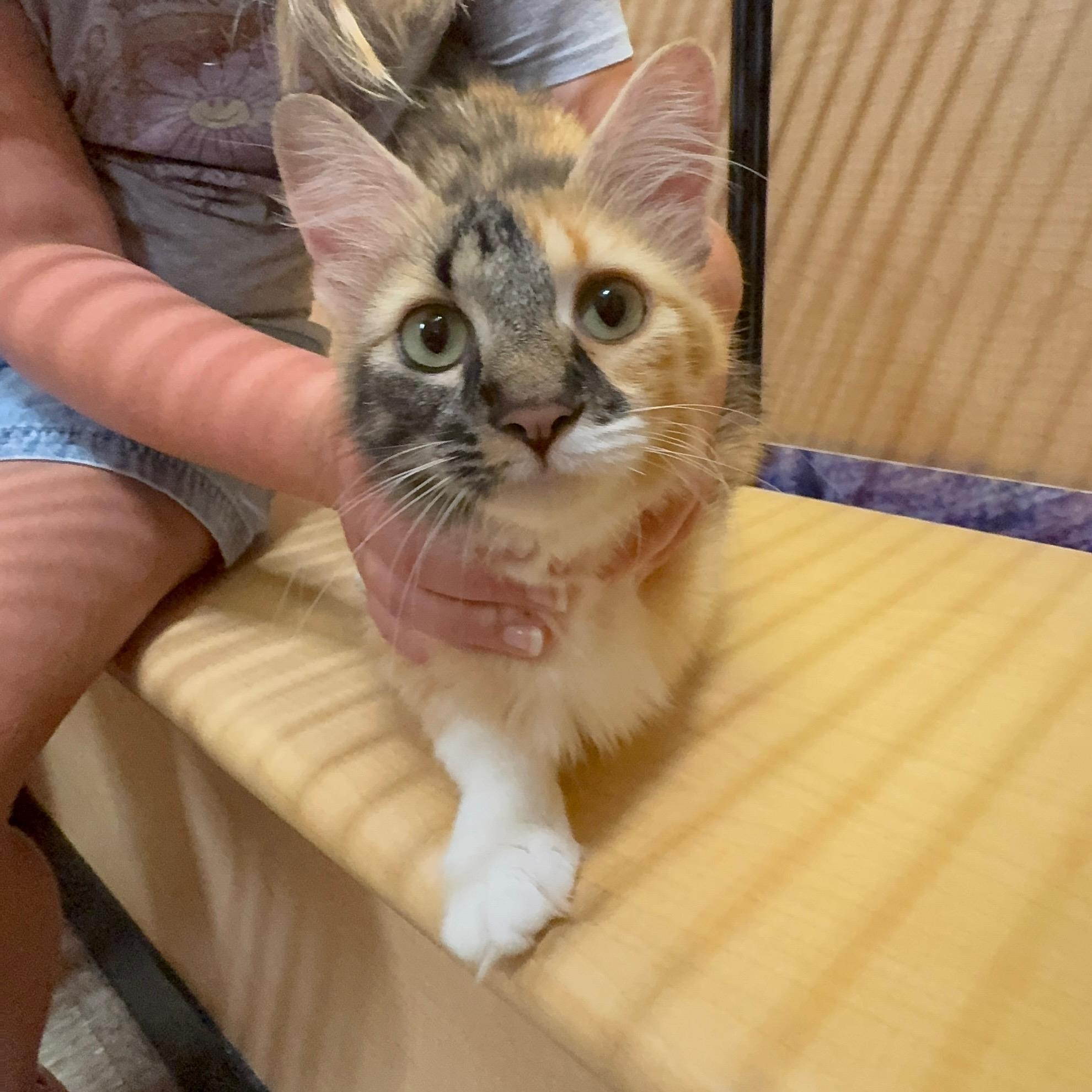 Mama, a ADOPTABLE Domestic Long Hair in atlanta, GA image 4/4
